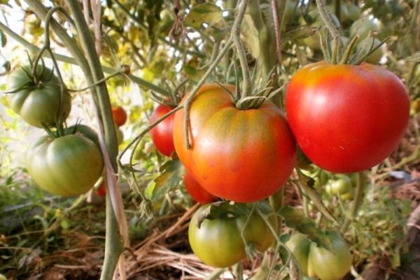 faire pousser des tomates
