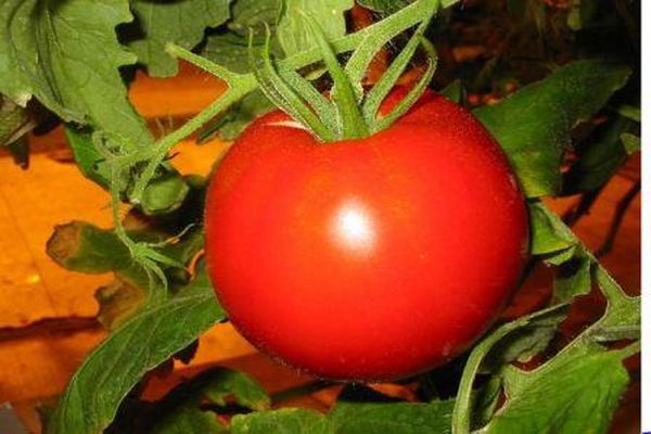 caractéristique de la variété