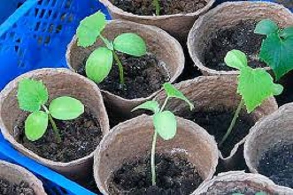 récolte des cultures