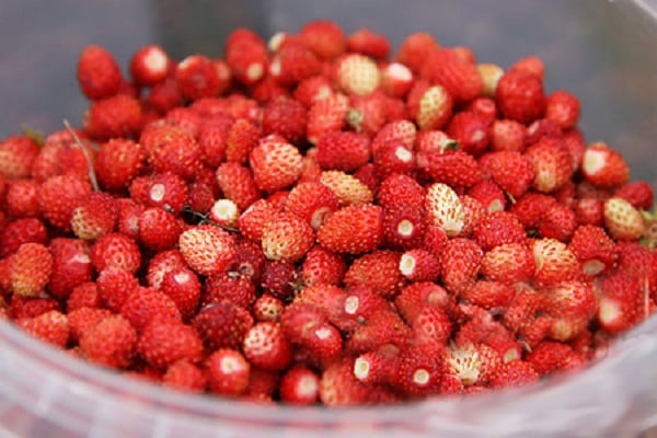 Prozentsatz des Cholesterins