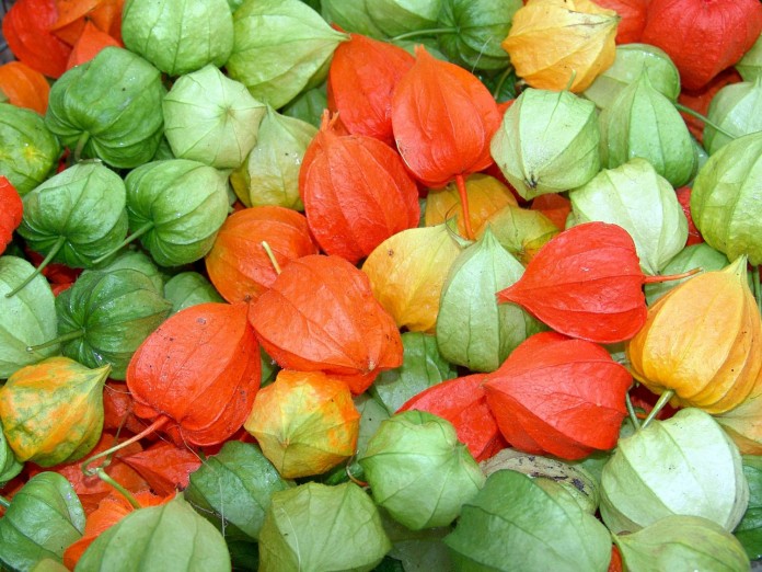 physalis pour confiture