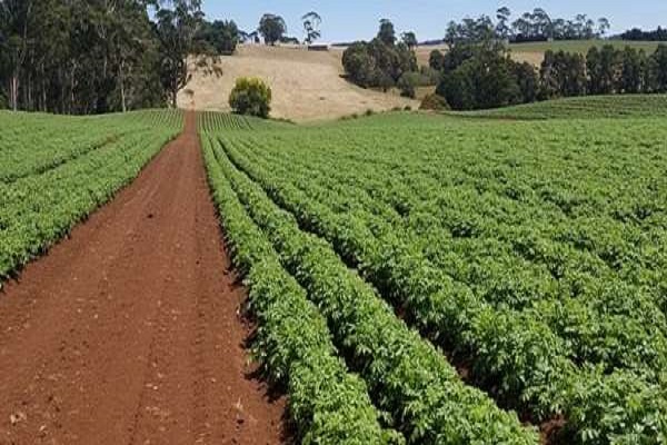 procédure de buttage