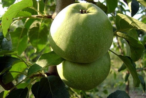 variétés d'arbres Kutuzovets