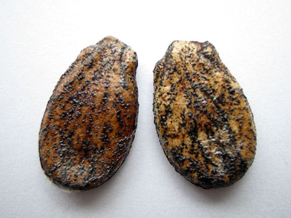 Samen der Wassermelone