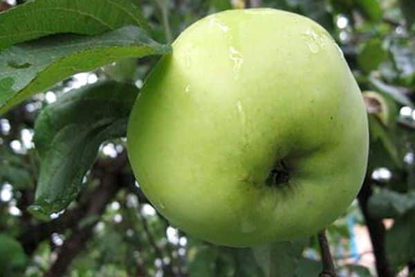 fruit de prune blanche