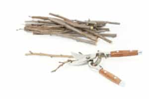 Wie man Apfelstecklinge im Frühjahr zubereitet und wann es Zeit zum Pfropfen ist, wo man sie lagert