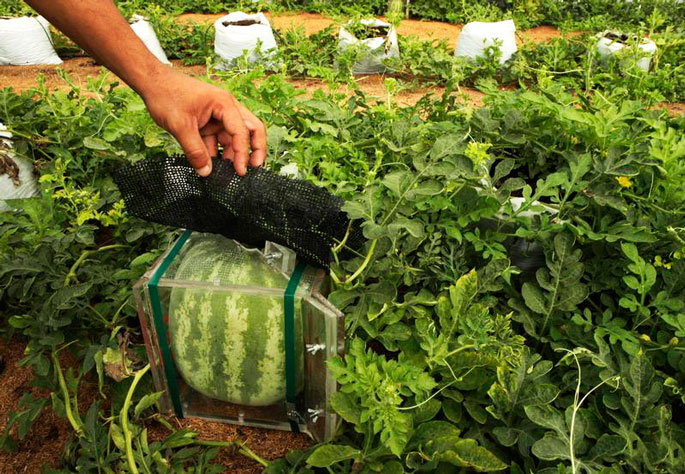 Wassermelonenquadrat