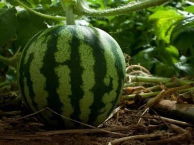 pastèque en cristal