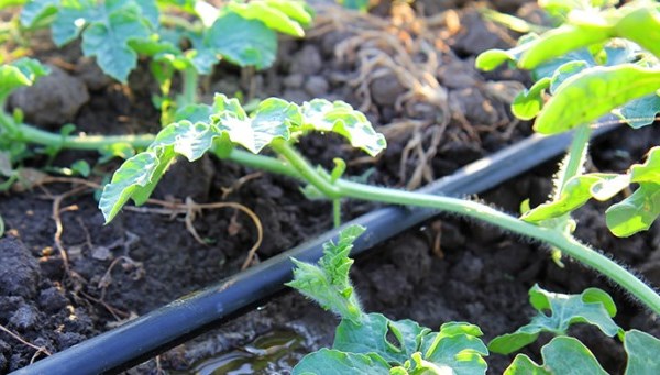 Wassermelone gießen