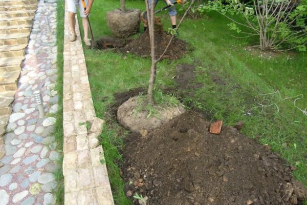 planting an apple tree