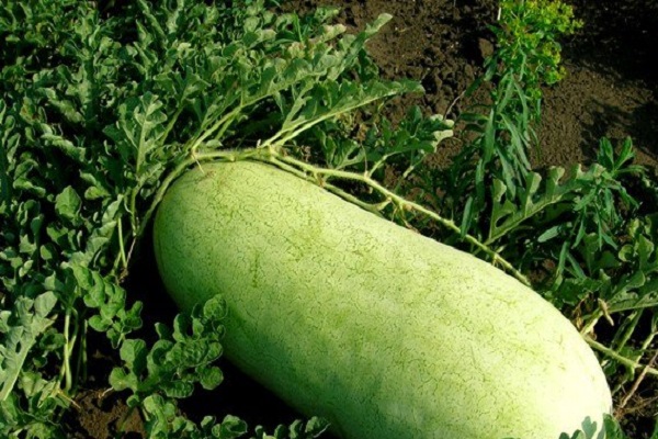 infusions aux herbes