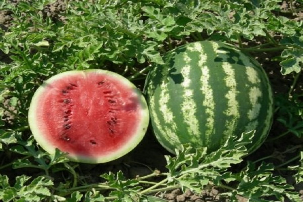 paramètres de serre