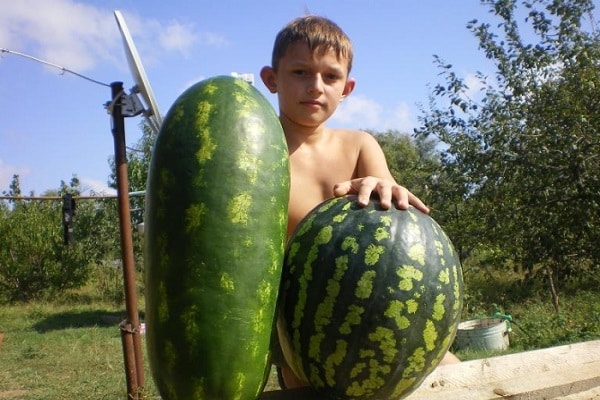 croissance et rendement