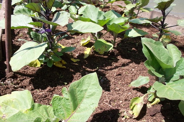 clairement à la racine