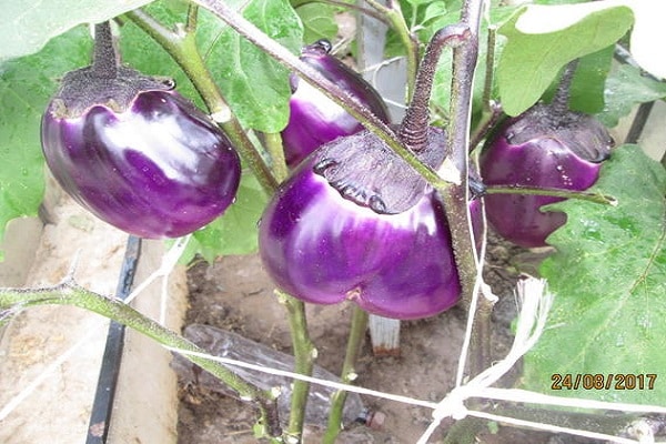 croissance confortable