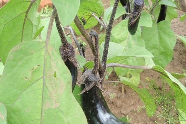 fruits from pollution