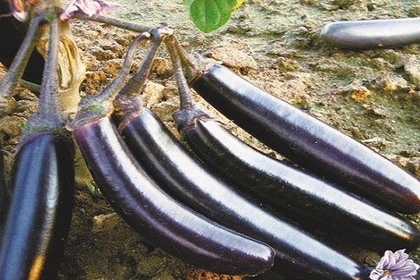 King of the North F1