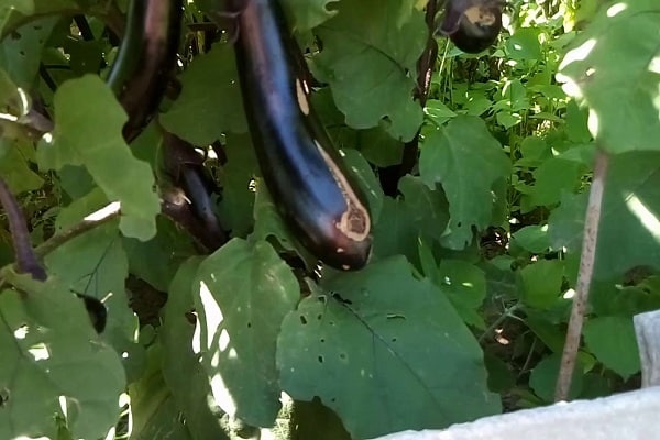 together with the container