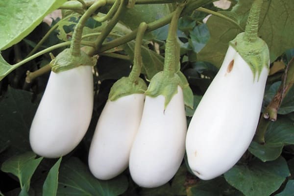 cultures de mi-saison