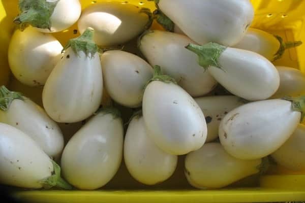 première collection