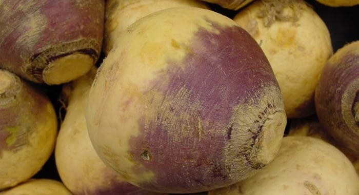 geerntete Rutabaga