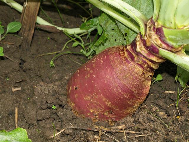 reife Rutabaga