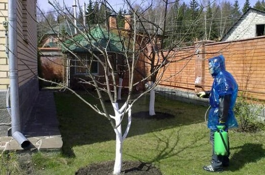 Blattlaus auf einem Apfelbaum