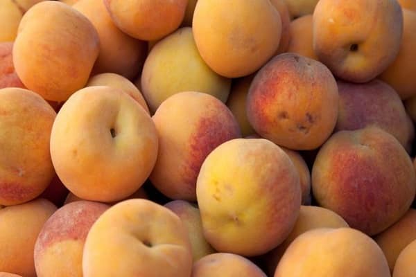 Fäulnis ist nicht akzeptabel