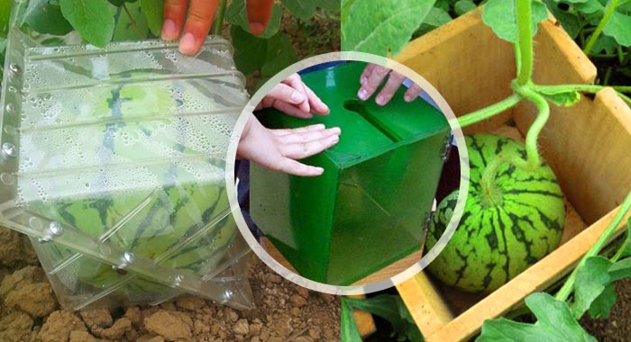 Schimmel für Wassermelone