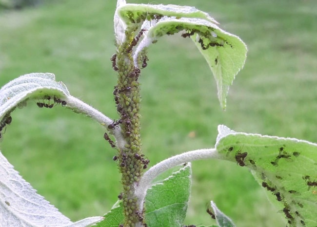 Blattlaus auf einem Apfelbaum