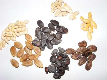 graines de pastèque