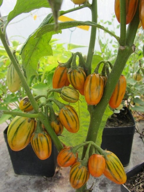 Aubergine du manteau