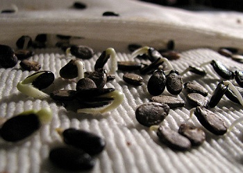 Samen der Wassermelone