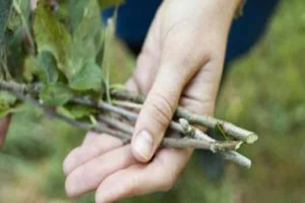 y compris colonnaire