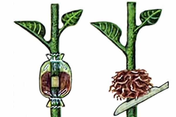 quantité de récolte