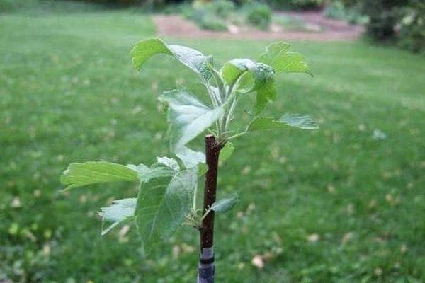 racines en croissance