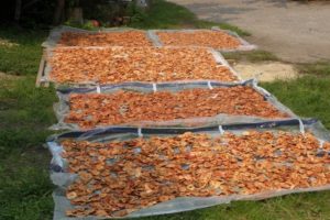 Einfache Rezepte, wie man Äpfel für den Winter zu Hause richtig trocknet