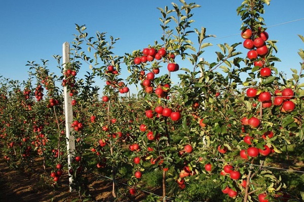 development and maturation