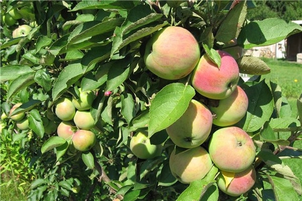 Pommier en colonne dans le jardin