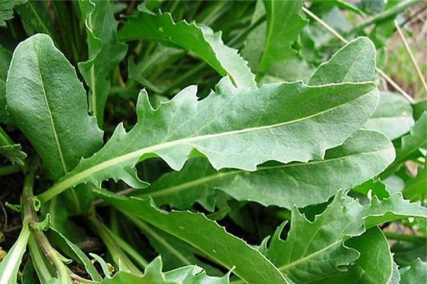 auf dem Markt präsentiert