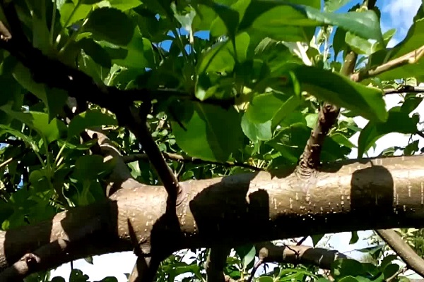 Junge werden entfernt