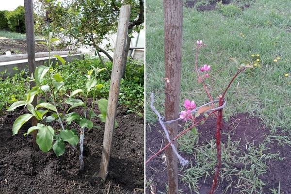 plants de pommiers cassés