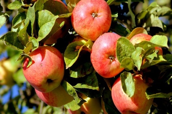 terre pour la plantation