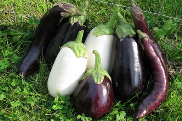 caractéristiques régionales