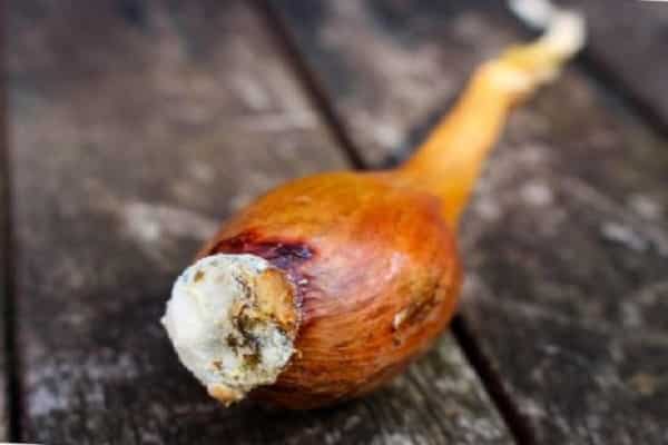 la culture est sans fondement