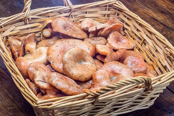 im Kühlschrank aufbewahrt