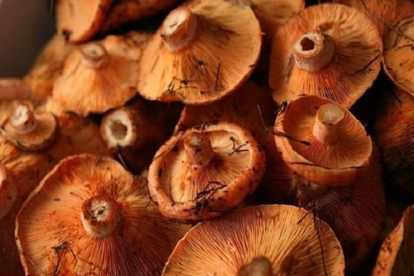 Verwenden Sie mit saurer Sahne