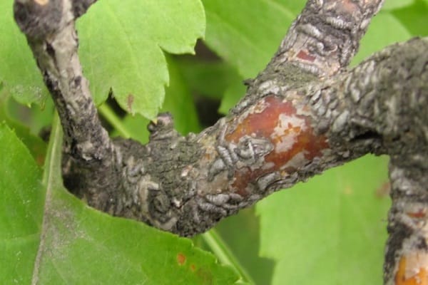 Methoden des Kampfes