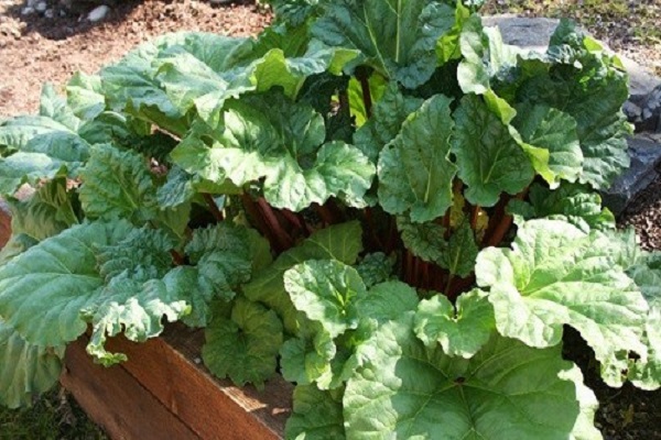 Kultivierungsmerkmale