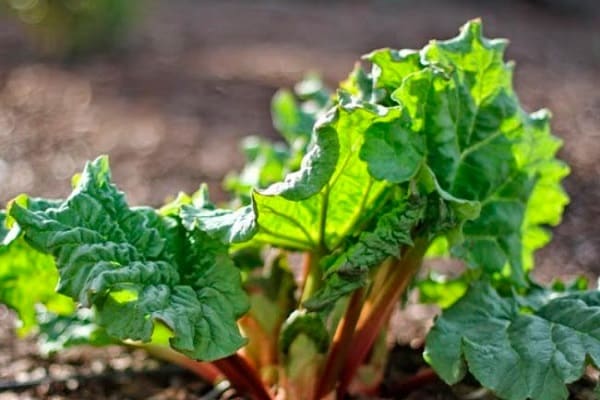 sie wachsen dort wunderbar